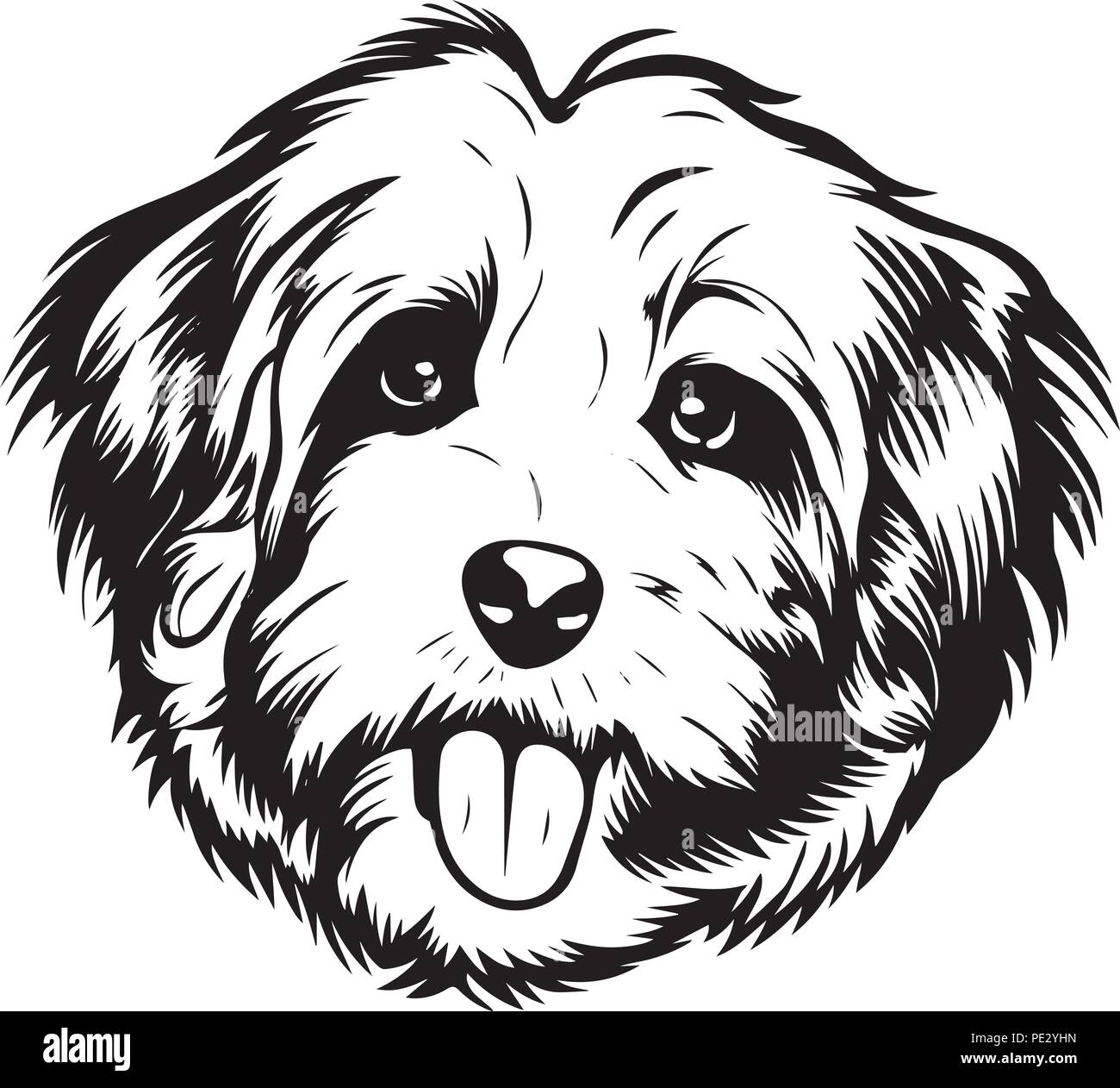 Havanese Dog Breed Pet Puppy Isolated Head Face Stock Vector Image