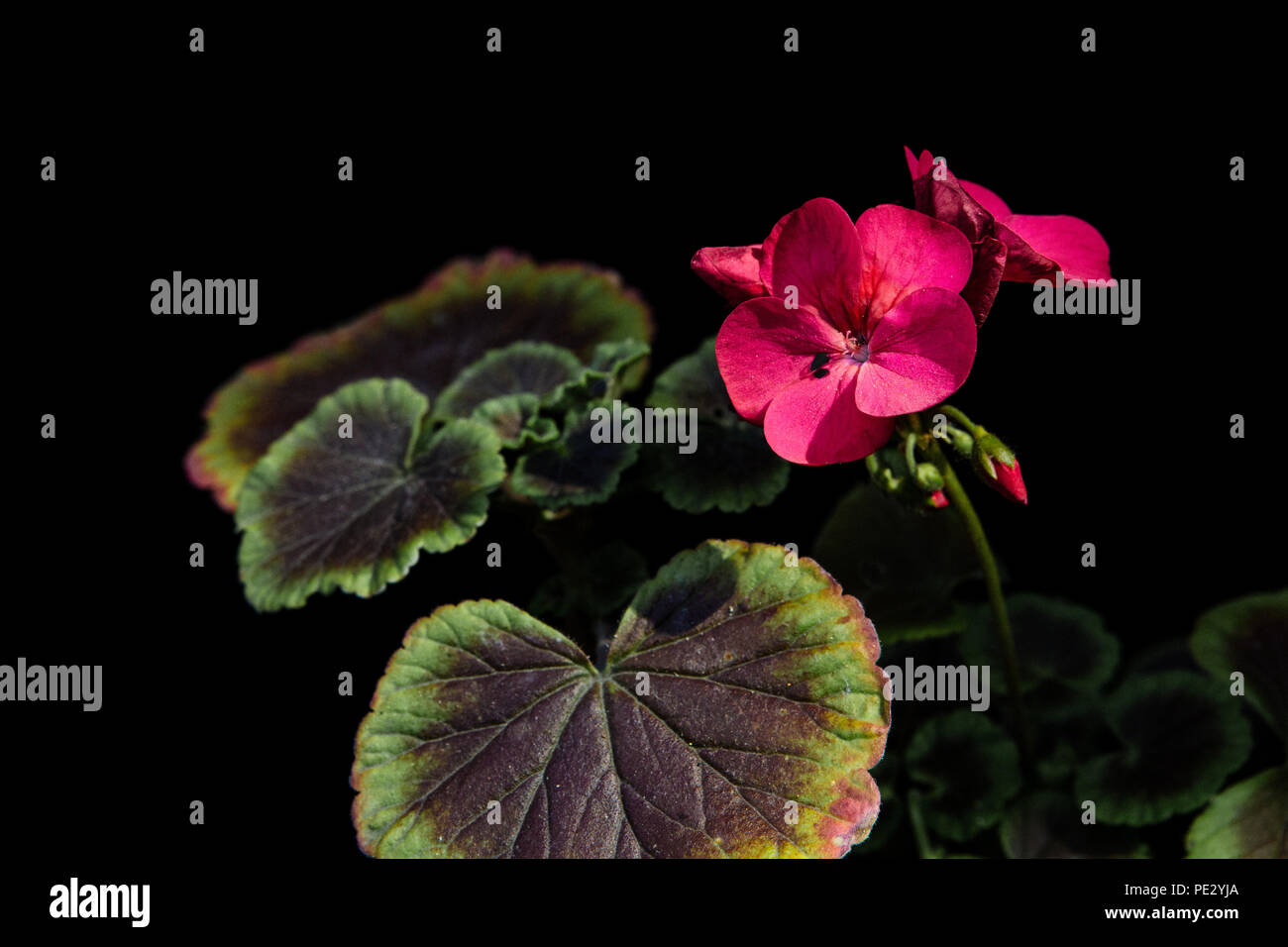 Geraniums (Pelargoniums) isolated on a black background Stock Photo