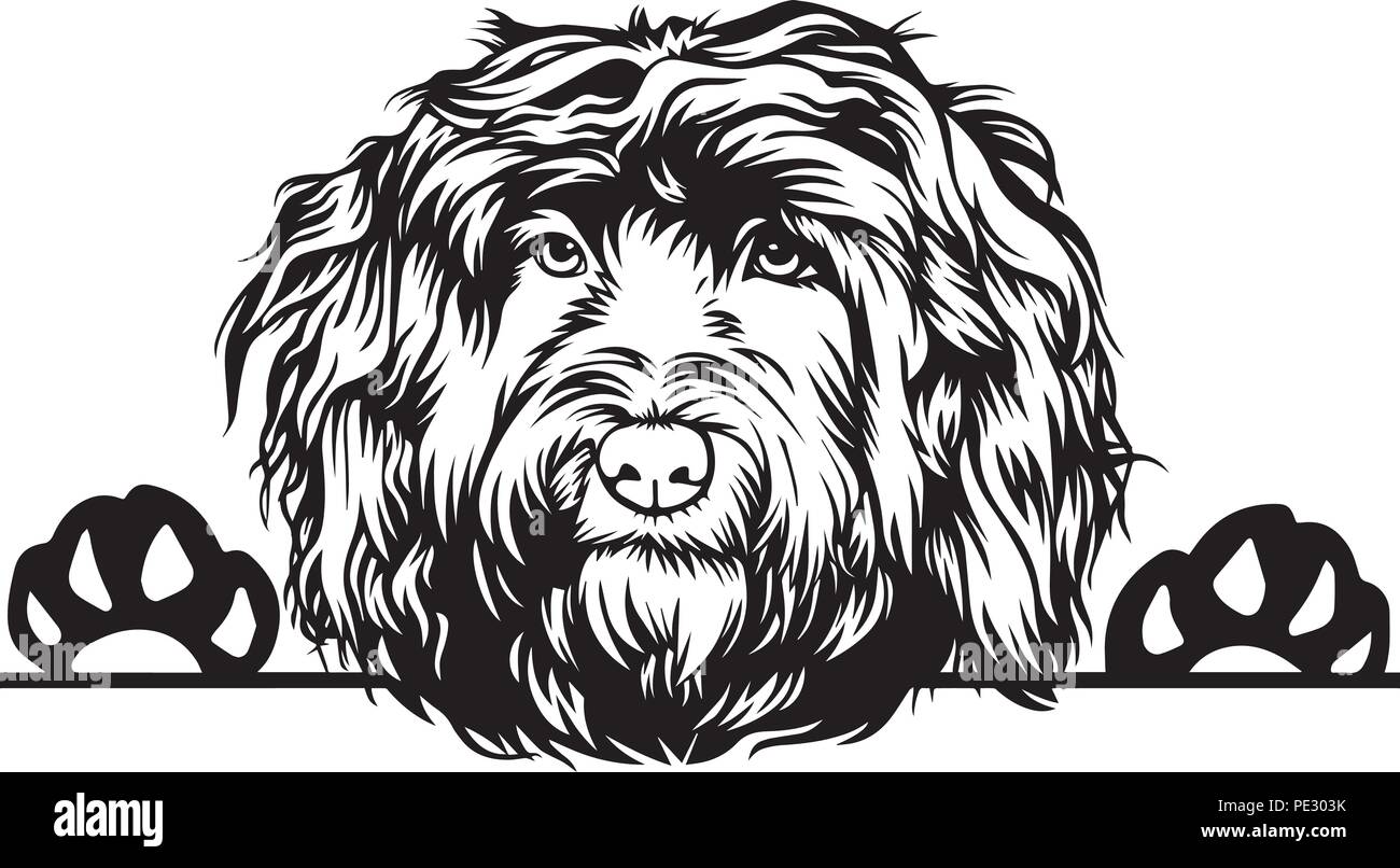Portuguese Water Dog Dog Breed Pet Puppy Isolated Head Face Stock Vector