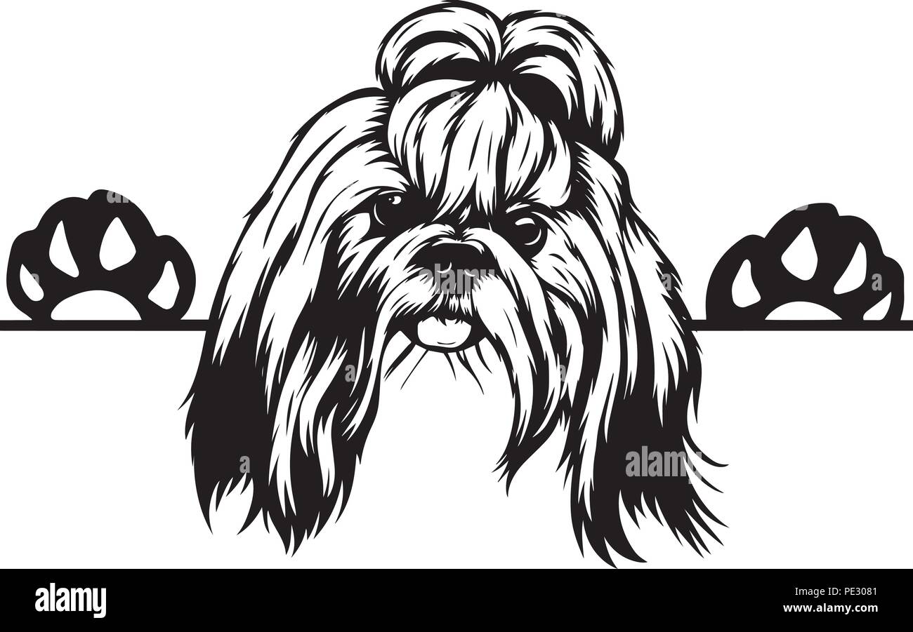 Shih Tzu Dog Face Stock Photos Shih Tzu Dog Face Stock Images