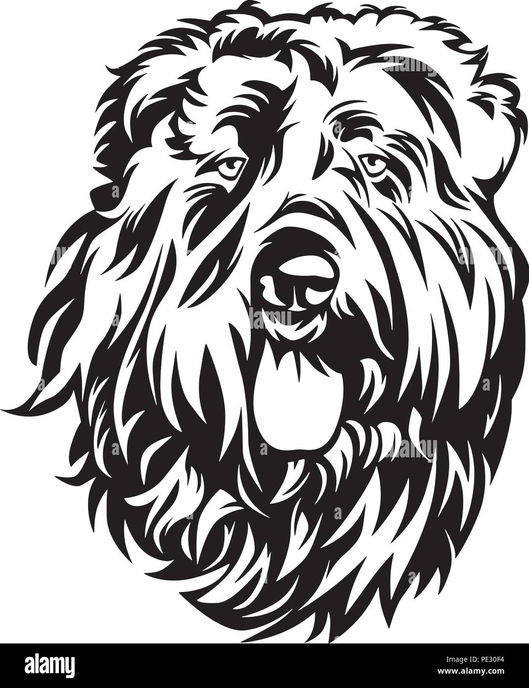 Bouvier Stock Photos Bouvier Stock Images Alamy