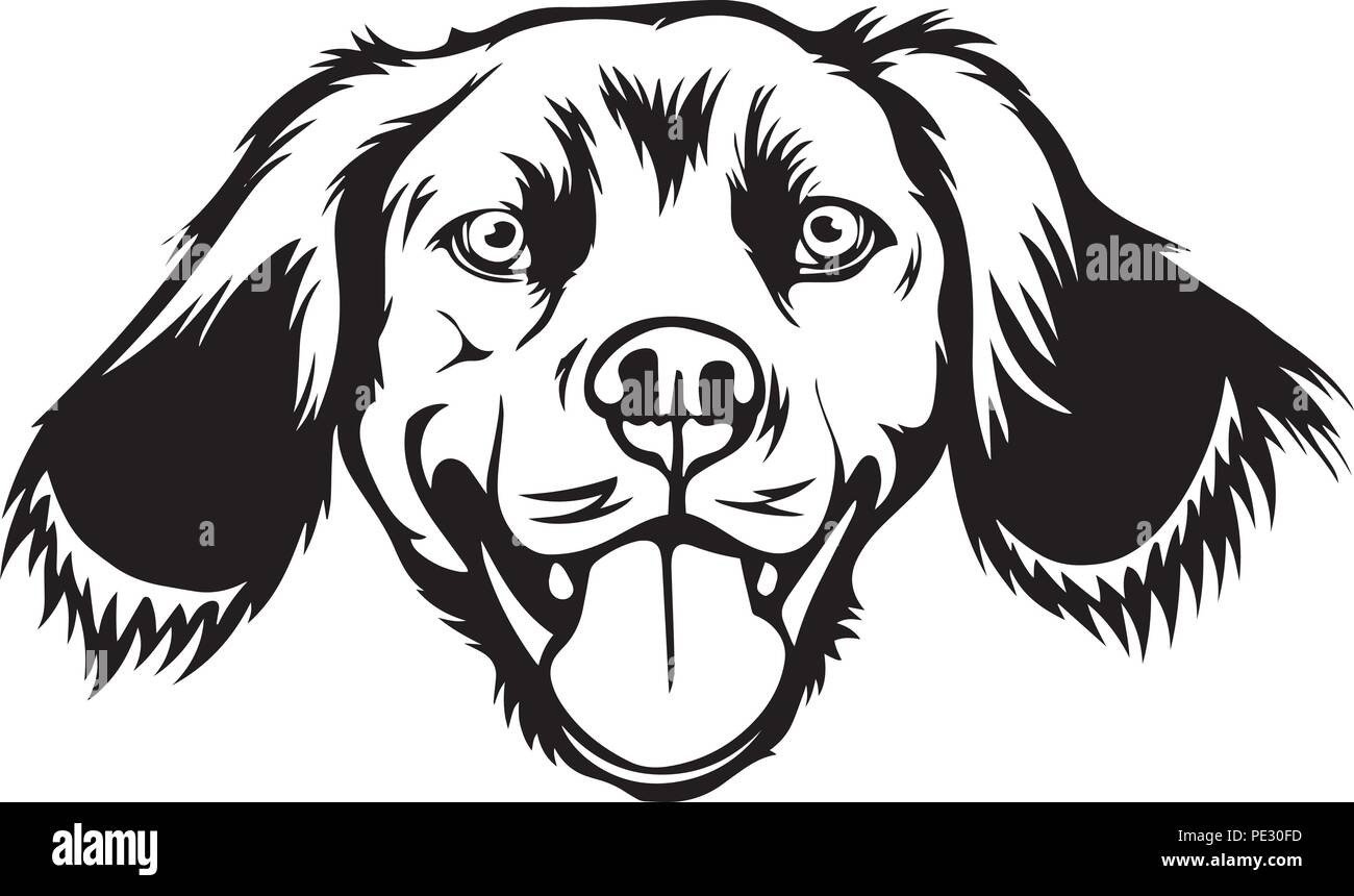 Brittany Spaniel Dog Breed Pet Puppy Isolated Head Face Stock Vector