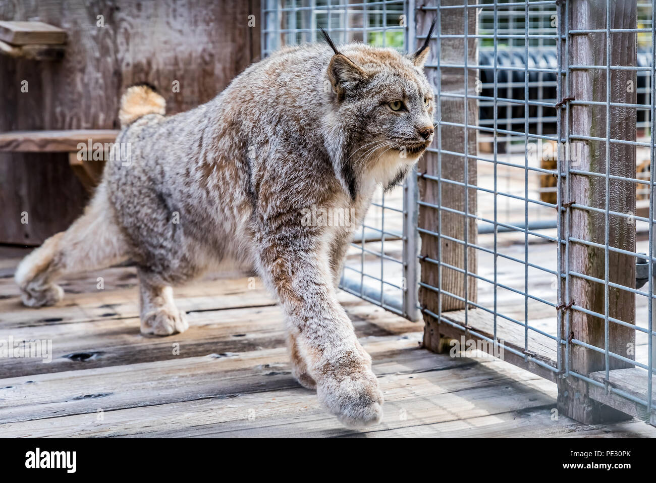 Wild Canadian lynx pacing in a cage at a sanctuary Stock Photo