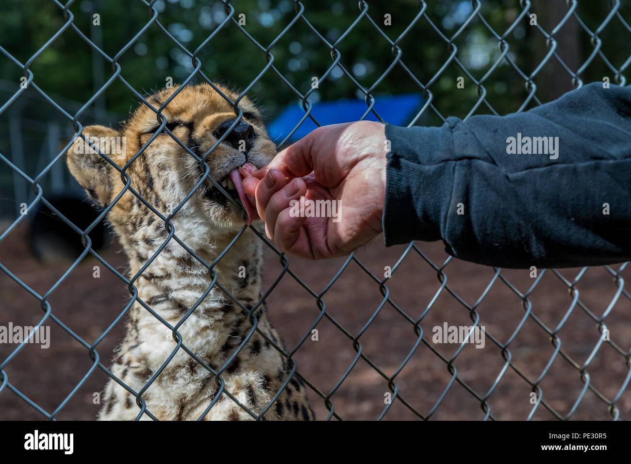 Wild cheetah eating raw meat through the fence from a human's hand at a