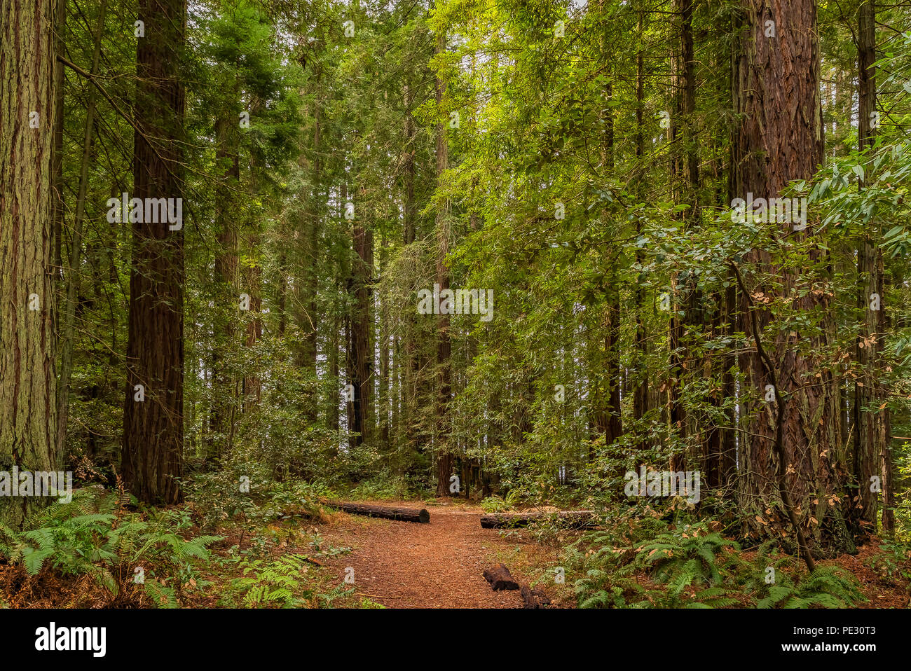 Fern growing amongst giant sequoia trees the Redwoods Forest in
