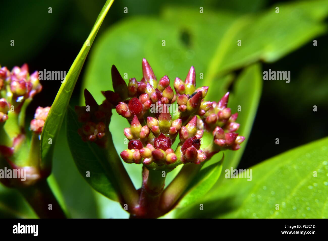 Jungle buds hi-res stock photography and images - Alamy