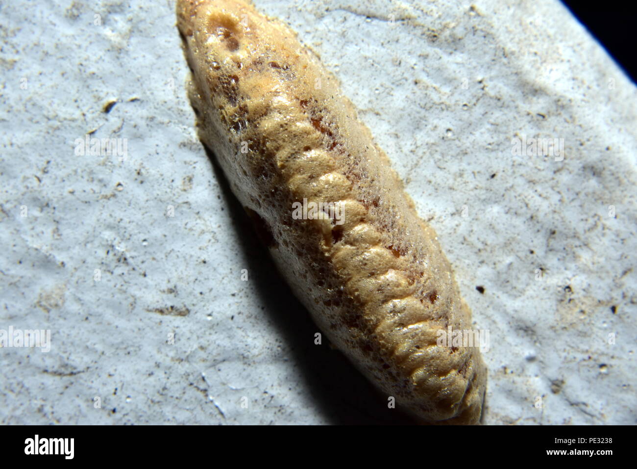 Praying mantis egg pod Stock Photo Alamy