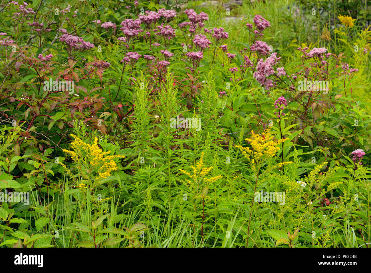 Late summer wetland flowers- joe-pye weed and goldenrod, Greater Sudbury, Ontario, Canada Stock Photo