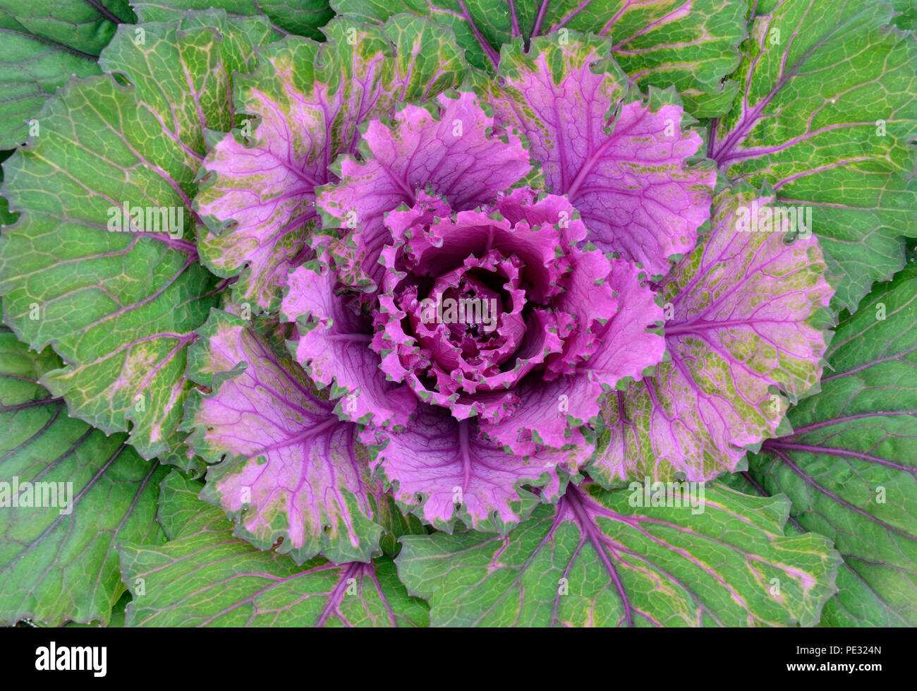 Ornamental kale leaves, Greater Sudbury, Ontario, Canada Stock Photo ...