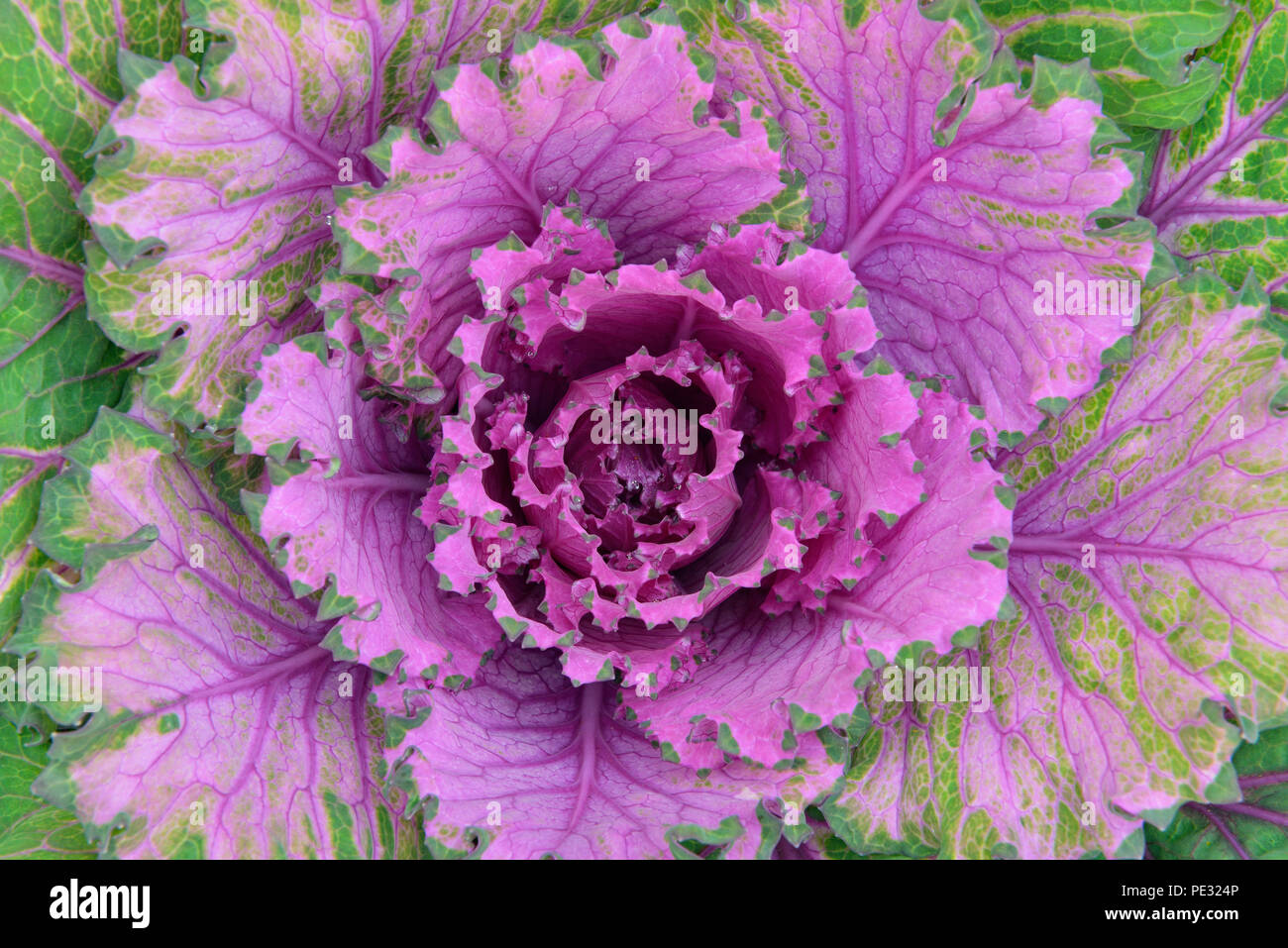 Ornamental kale leaves, Greater Sudbury, Ontario, Canada Stock Photo