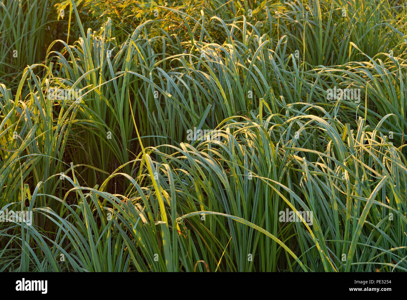Marsh Grasses High Resolution Stock Photography and Images  Alamy