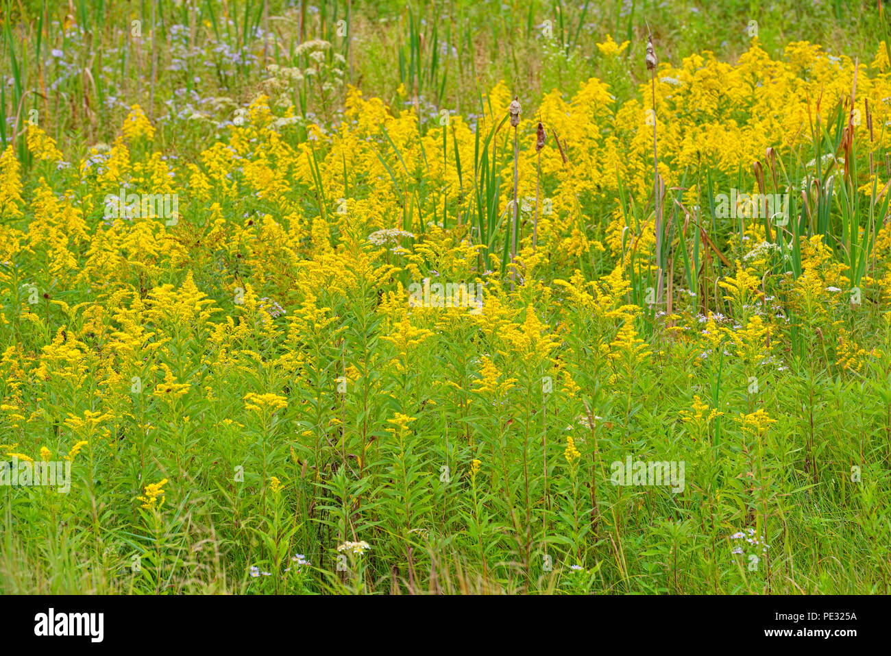 Goldenrod and aster colonies, Greater Sudbury, Ontario, Canada Stock Photo
