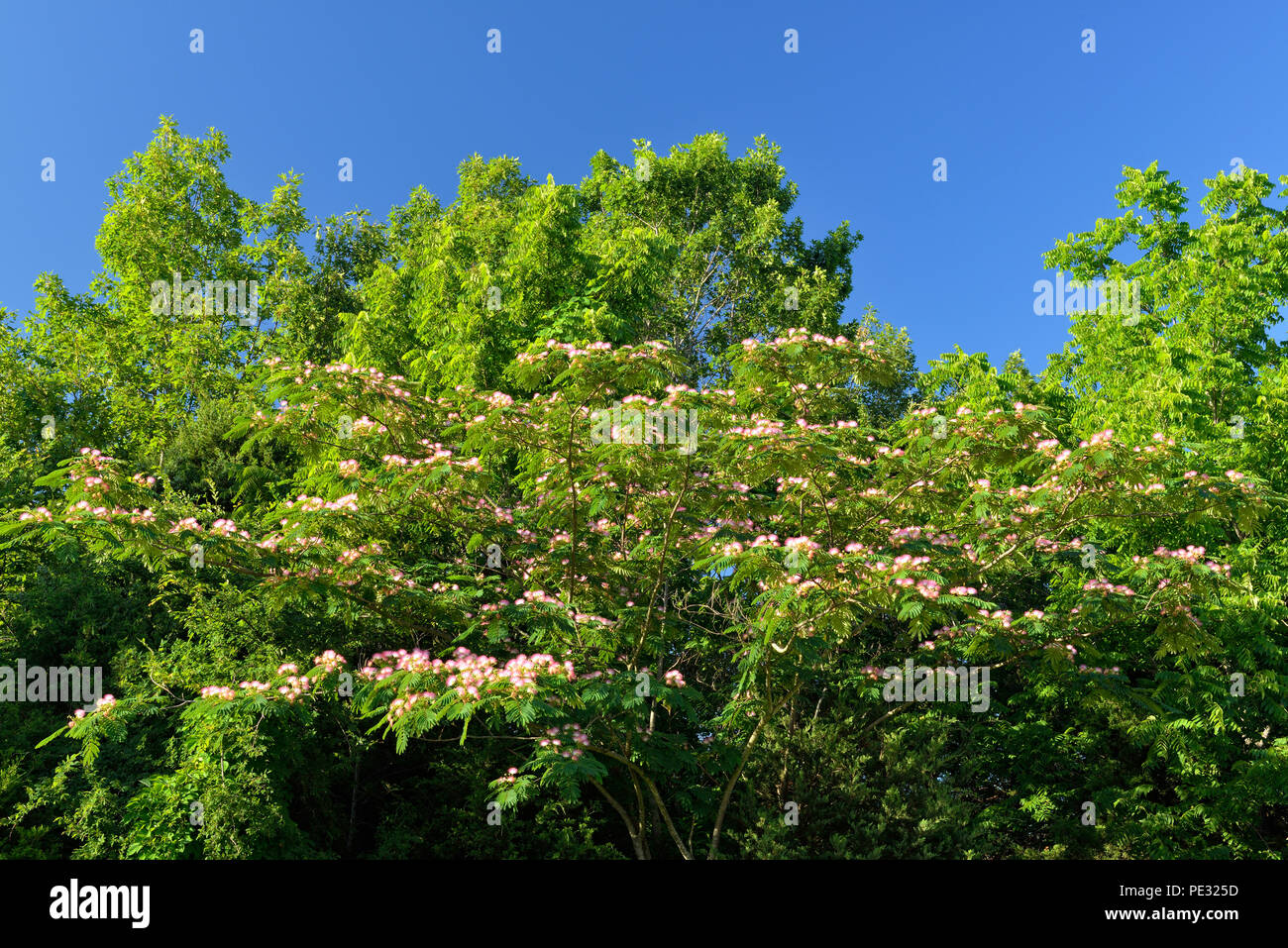 Mimosa tree (Albizia julibrissin) in bloom, Table Rock SP, Branson, Missouri, USA Stock Photo