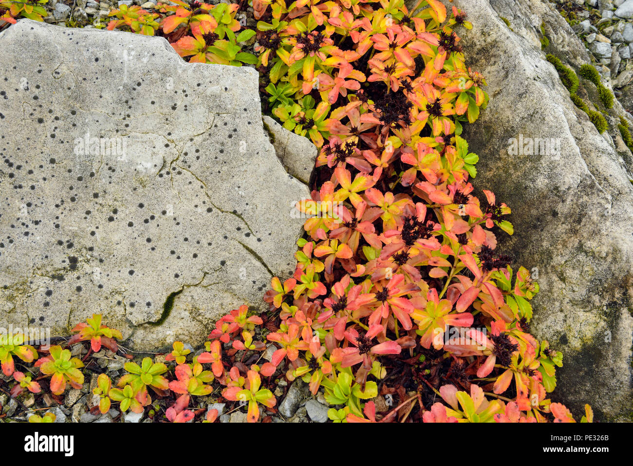 Autumn colour in an alpine scree garden, Greater Sudbury, Ontario, Canada Stock Photo