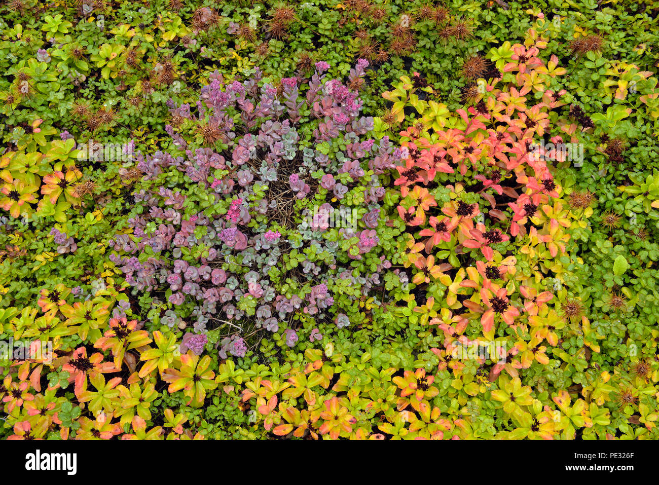 Autumn colour in an alpine scree garden, Greater Sudbury, Ontario, Canada Stock Photo