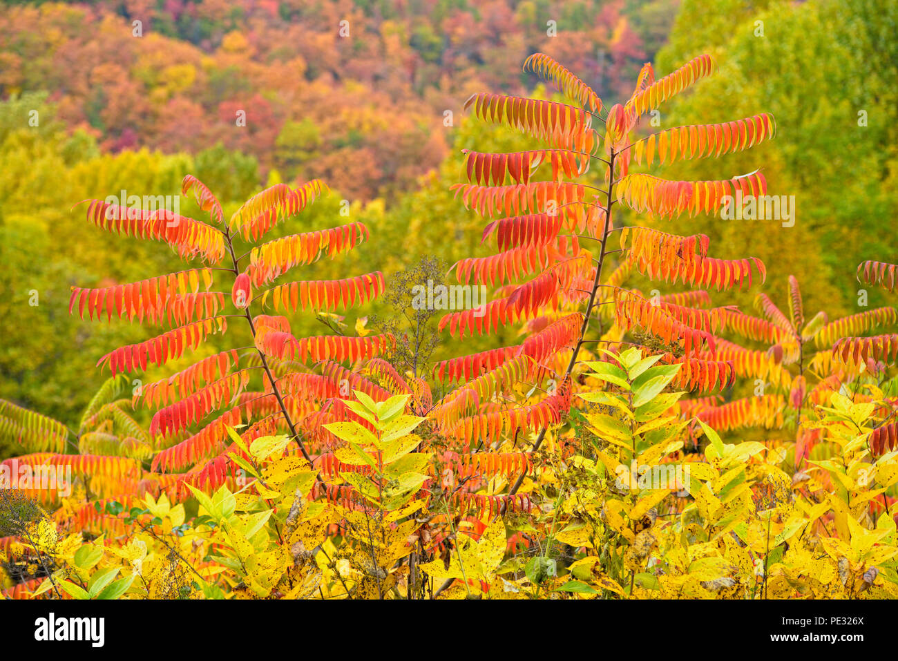 Developing autumn colour in staghorn sumac (Rhus typhina), Great Smoky Mountains National Park, Tennessee, USA Stock Photo