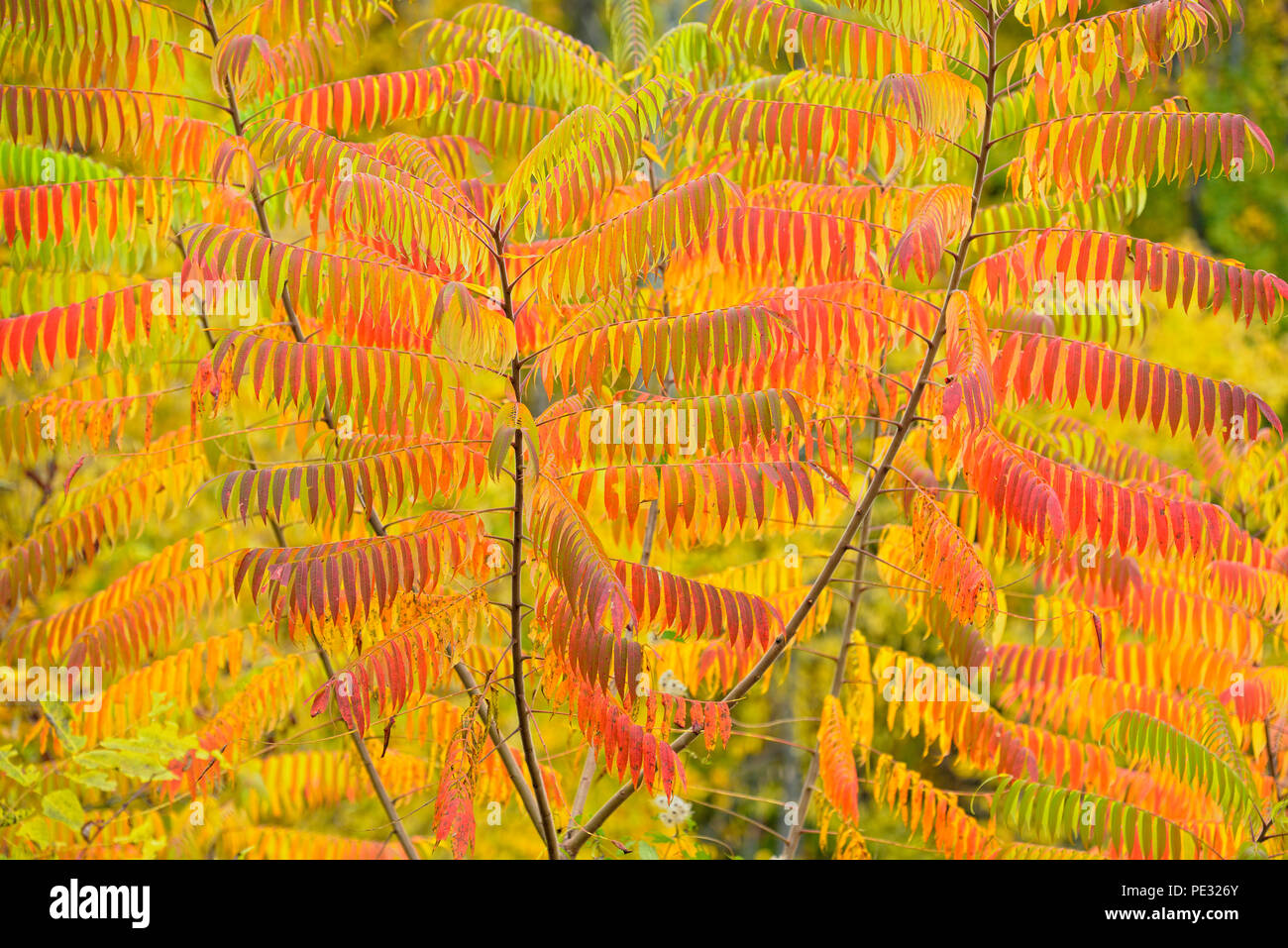 Developing autumn colour in staghorn sumac (Rhus typhina), Great Smoky Mountains National Park, Tennessee, USA Stock Photo