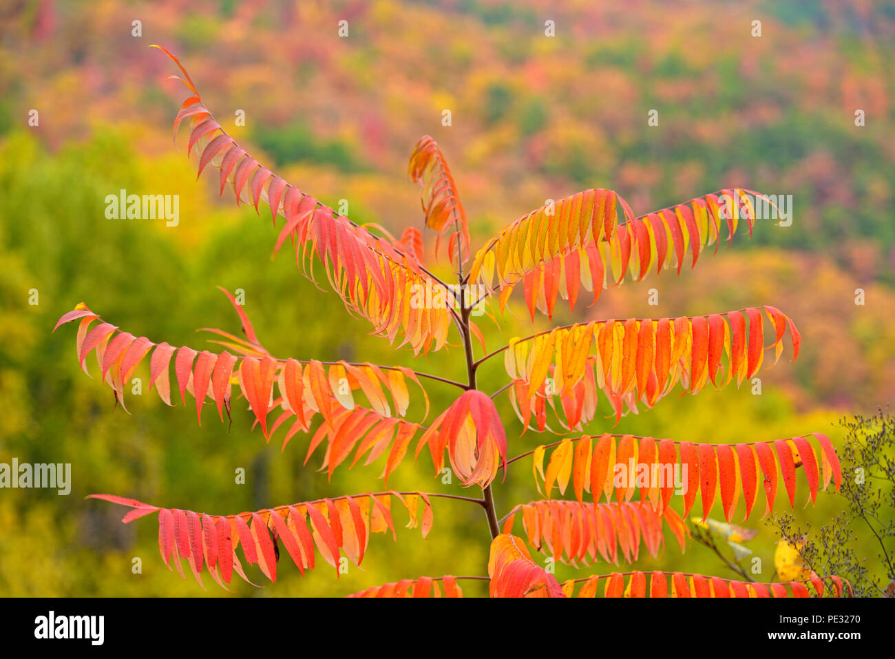 Developing autumn colour in staghorn sumac (Rhus typhina), Great Smoky Mountains National Park, Tennessee, USA Stock Photo