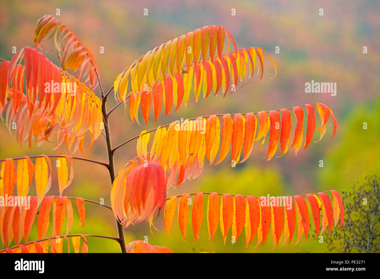 Developing autumn colour in staghorn sumac (Rhus typhina), Great Smoky Mountains National Park, Tennessee, USA Stock Photo