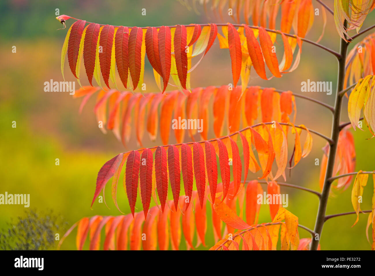 Developing autumn colour in staghorn sumac (Rhus typhina), Great Smoky Mountains National Park, Tennessee, USA Stock Photo