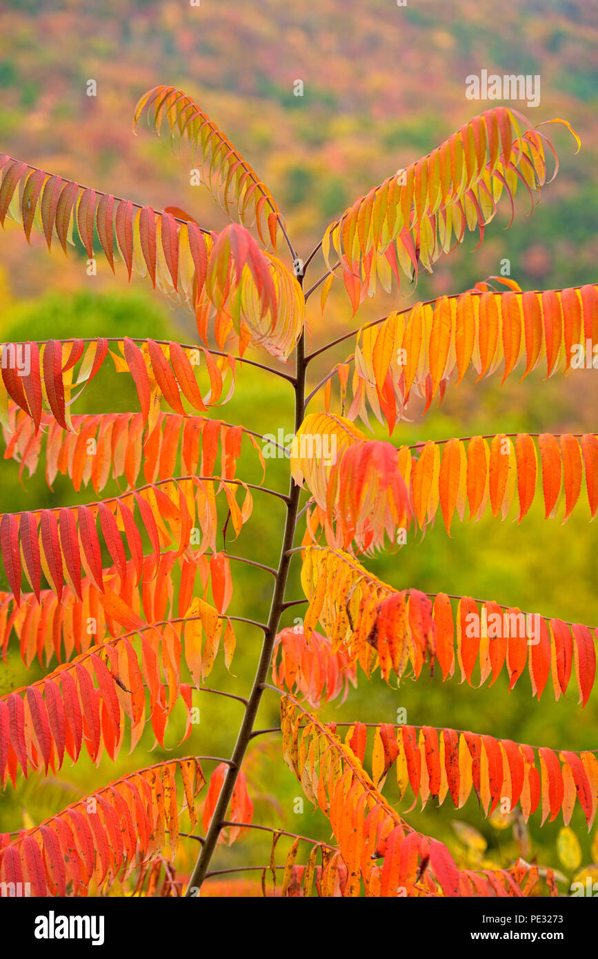 Developing autumn colour in staghorn sumac (Rhus typhina), Great Smoky Mountains National Park, Tennessee, USA Stock Photo