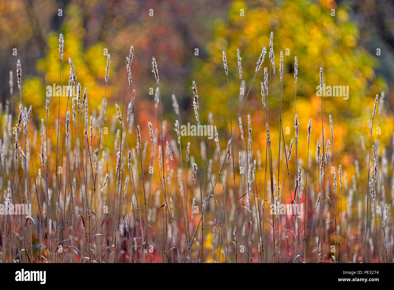 Autumn grasses in Cades Cove, Great Smoky Mountains National Park, Tennessee, USA Stock Photo