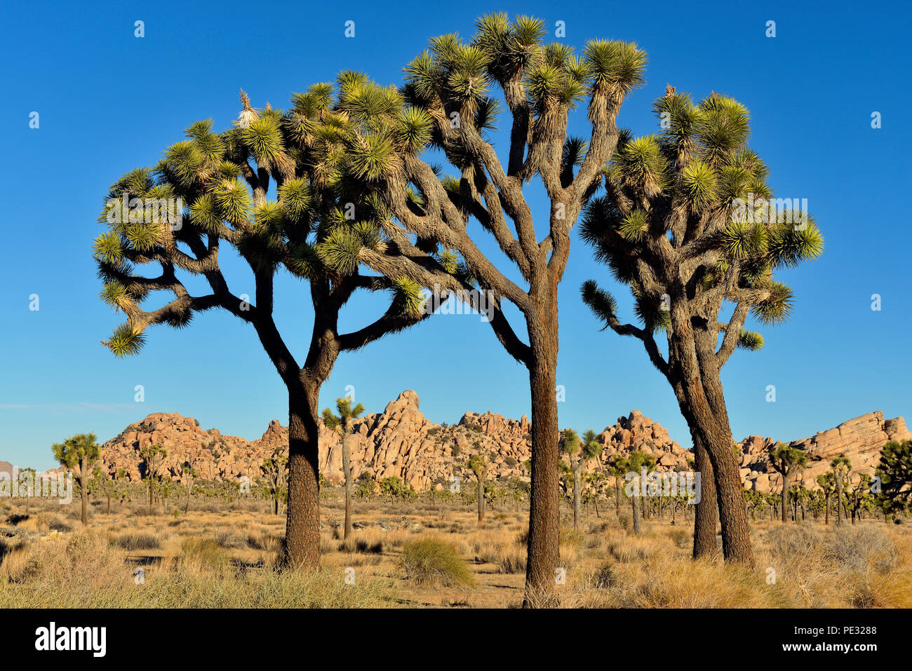 Joshua tree (Yucca breviata), Joshua Tree National Park, California, USA Stock Photo