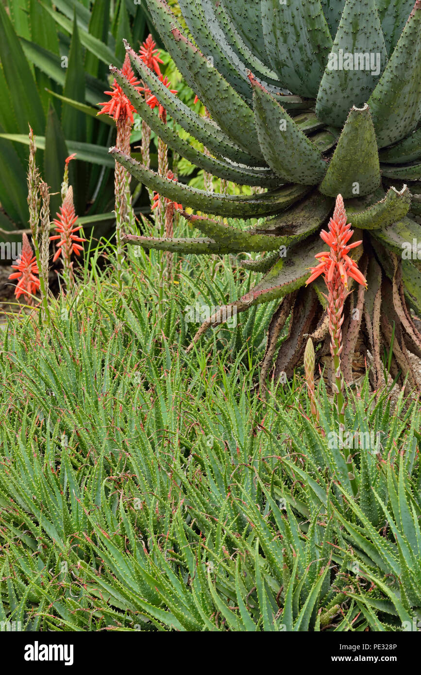 Quito botanical gardens- flowering cactus, Quito, Pichincha, Ecuador Stock Photo