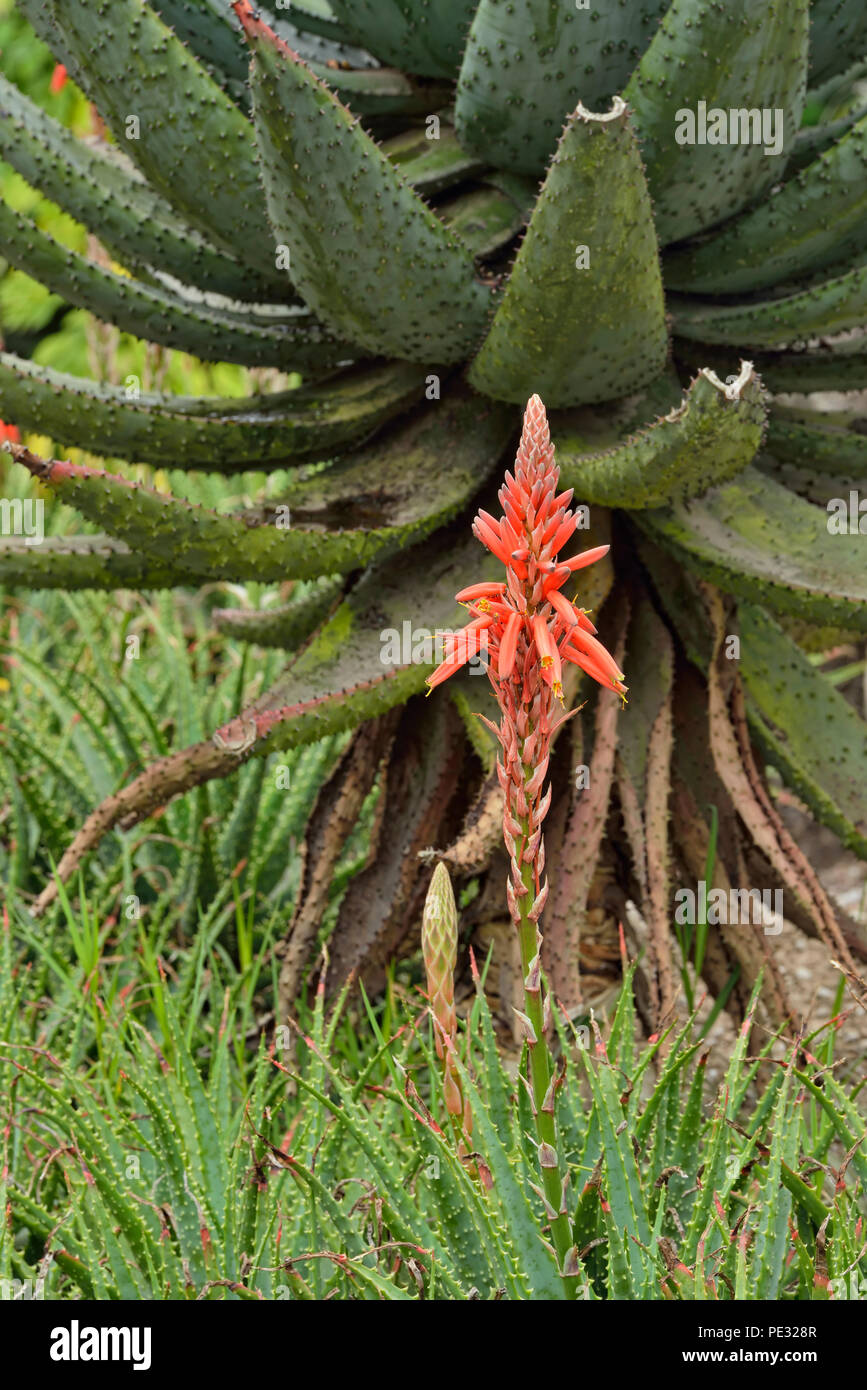 Quito botanical gardens- flowering cactus, Quito, Pichincha, Ecuador Stock Photo