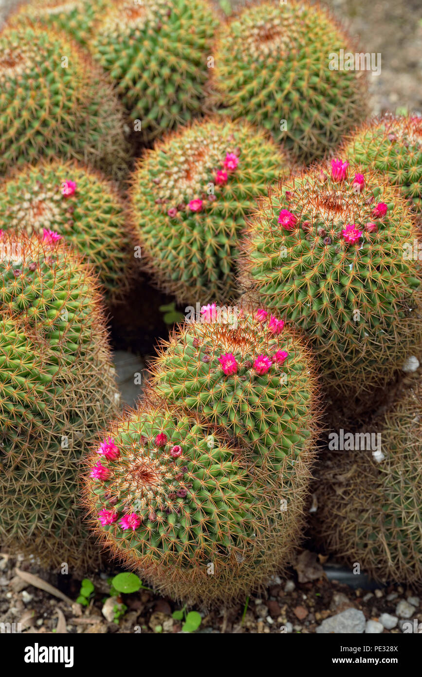 Quito botanical gardens- flowering cactus (Mammillaria rhodantha), Quito, Pichincha, Ecuador Stock Photo