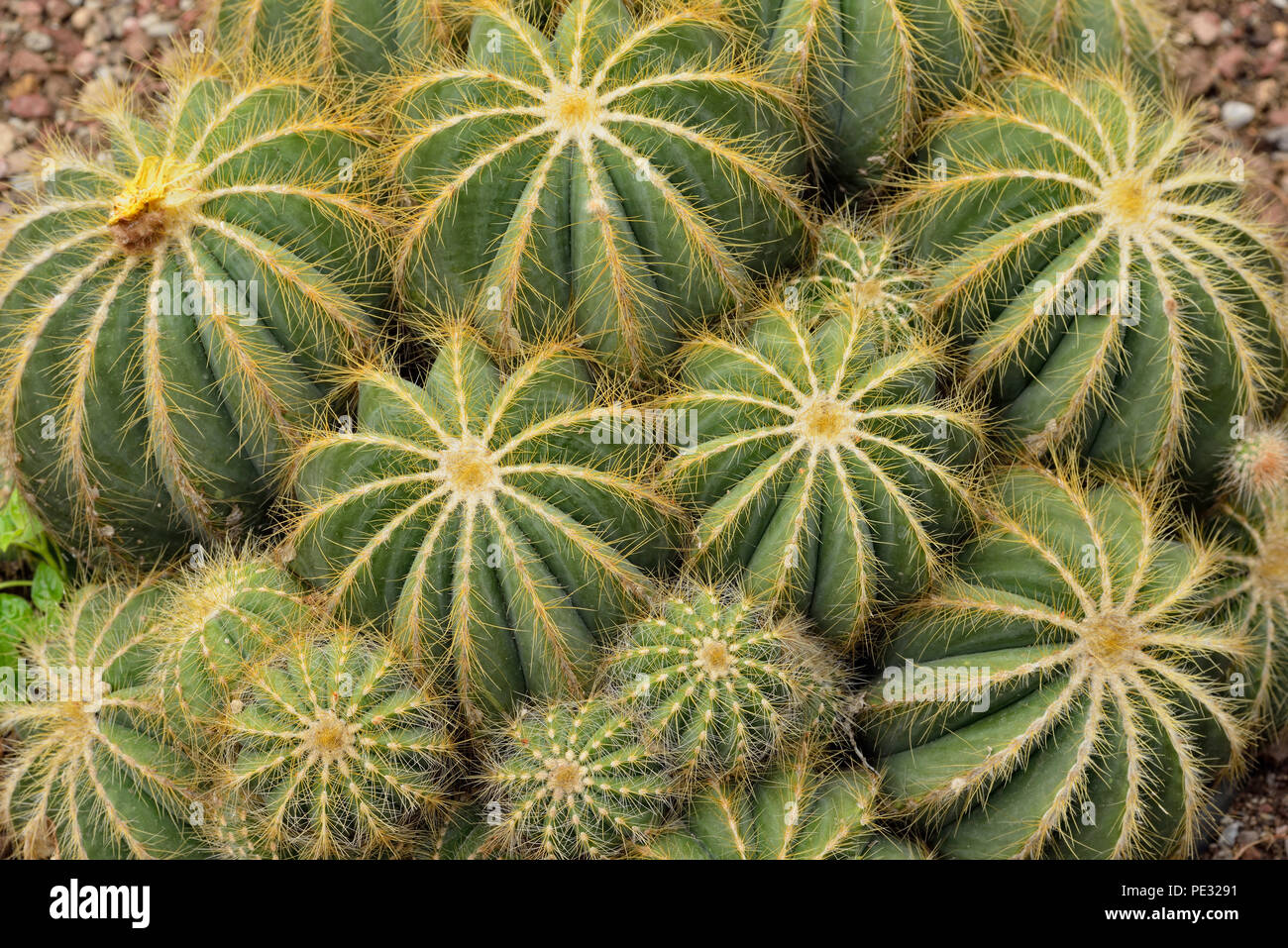 Quito botanical gardens- Notocactus magnificus (Parodia magnifica), Quito, Pichincha, Ecuador Stock Photo
