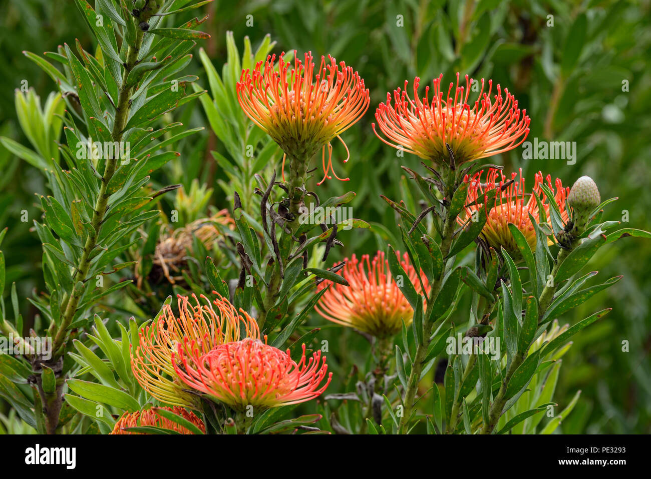 Tropical flowers, Quito botanical gardens, Quito, Pichincha, Ecuador