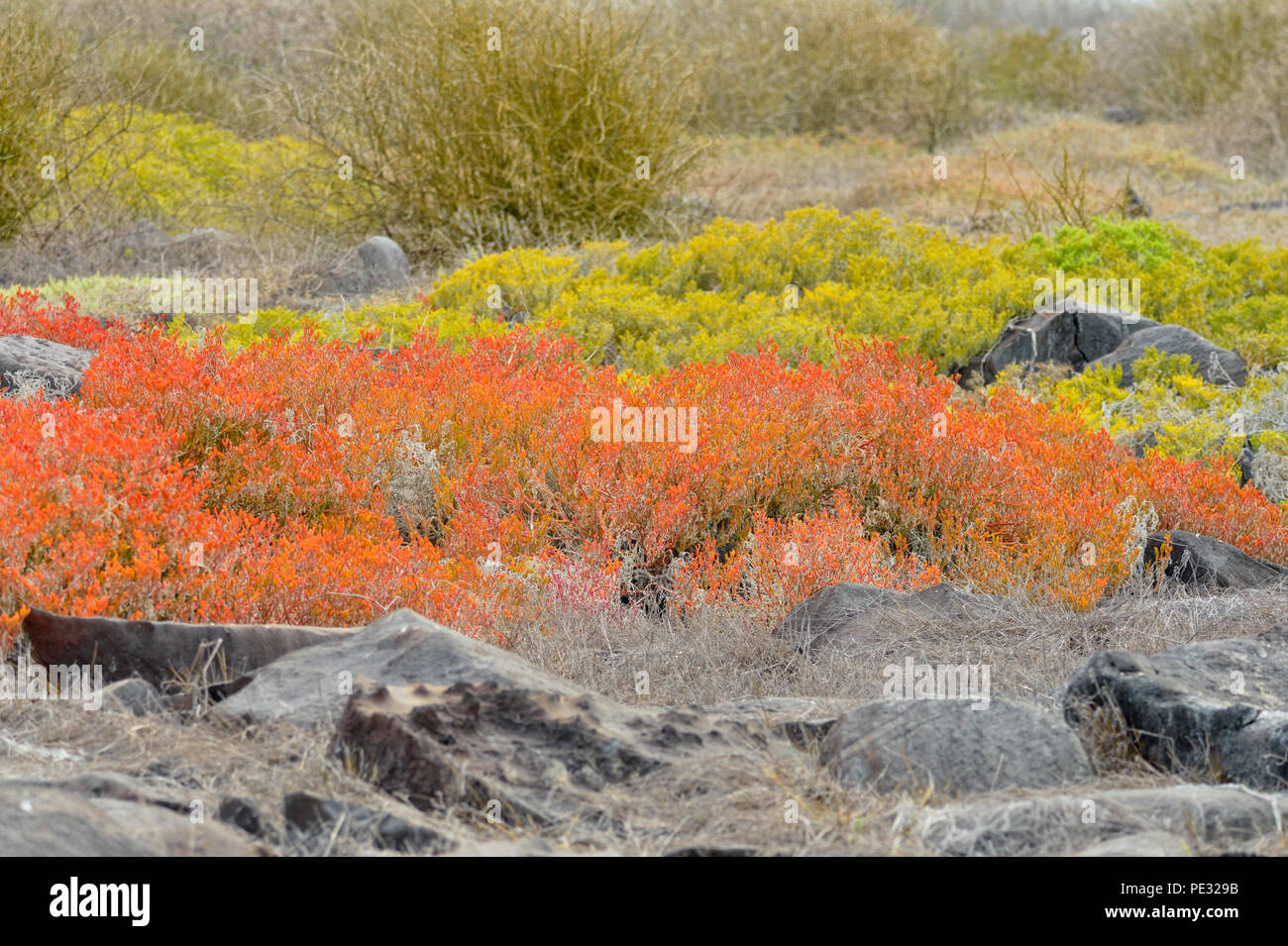 Galapagos carpet weed, Galapagos Shoreline Purslane/Sea Purslane (Sesuvium portulacastrum or microphyllum), Galapagos Islands National Park, Ecuador Stock Photo