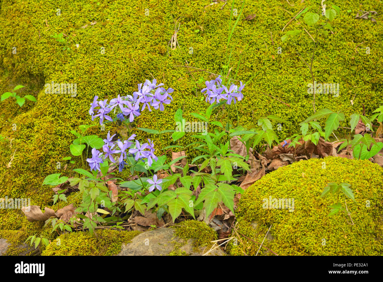 Phlox flowers and mossy boulder, Buffalo National River, Arkansas, USA Stock Photo