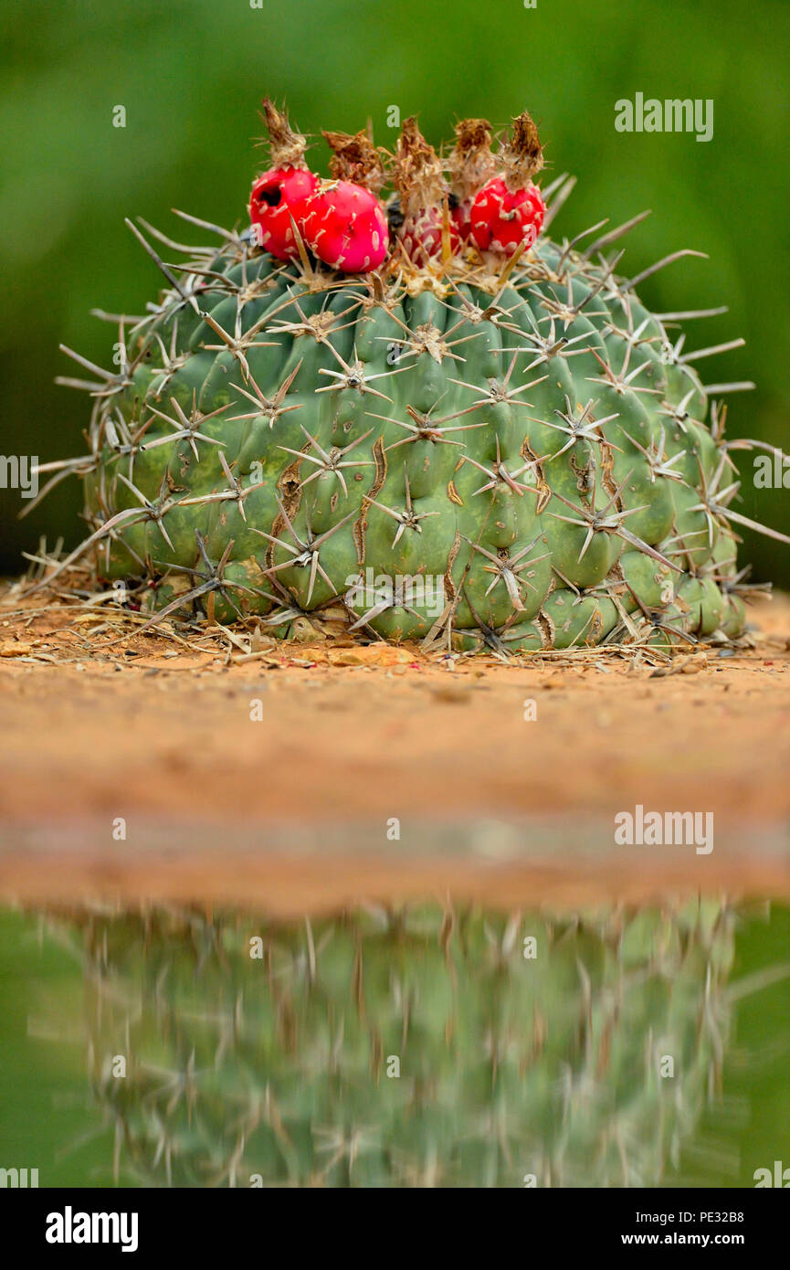 Horse crippler cactus (Echinocactus texensis) Fruiting, Rio Grande City, Texas, USA Stock Photo