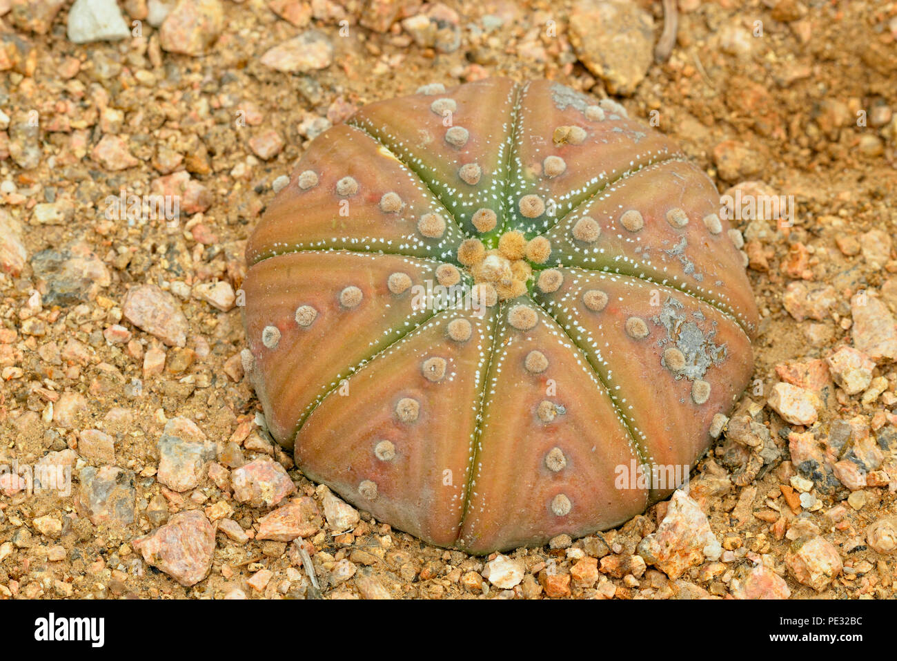 Star cactus (Astrophytum asterias), Rio Grande City, Texas, USA Stock Photo