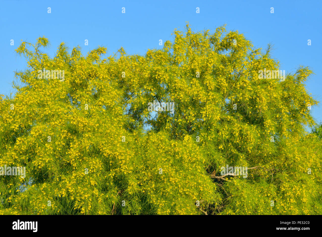 Retama Tree (Parkinsonia aculeata) in bloom, Edinburgh Scenic Wetlands, Texas, USA Stock Photo