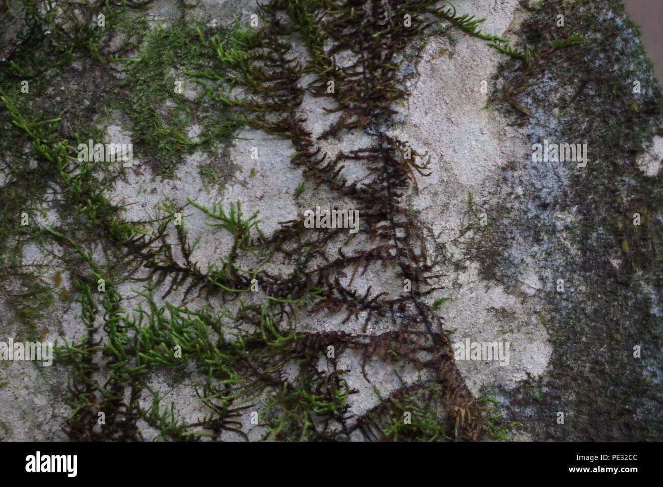moss on rock Stock Photo - Alamy