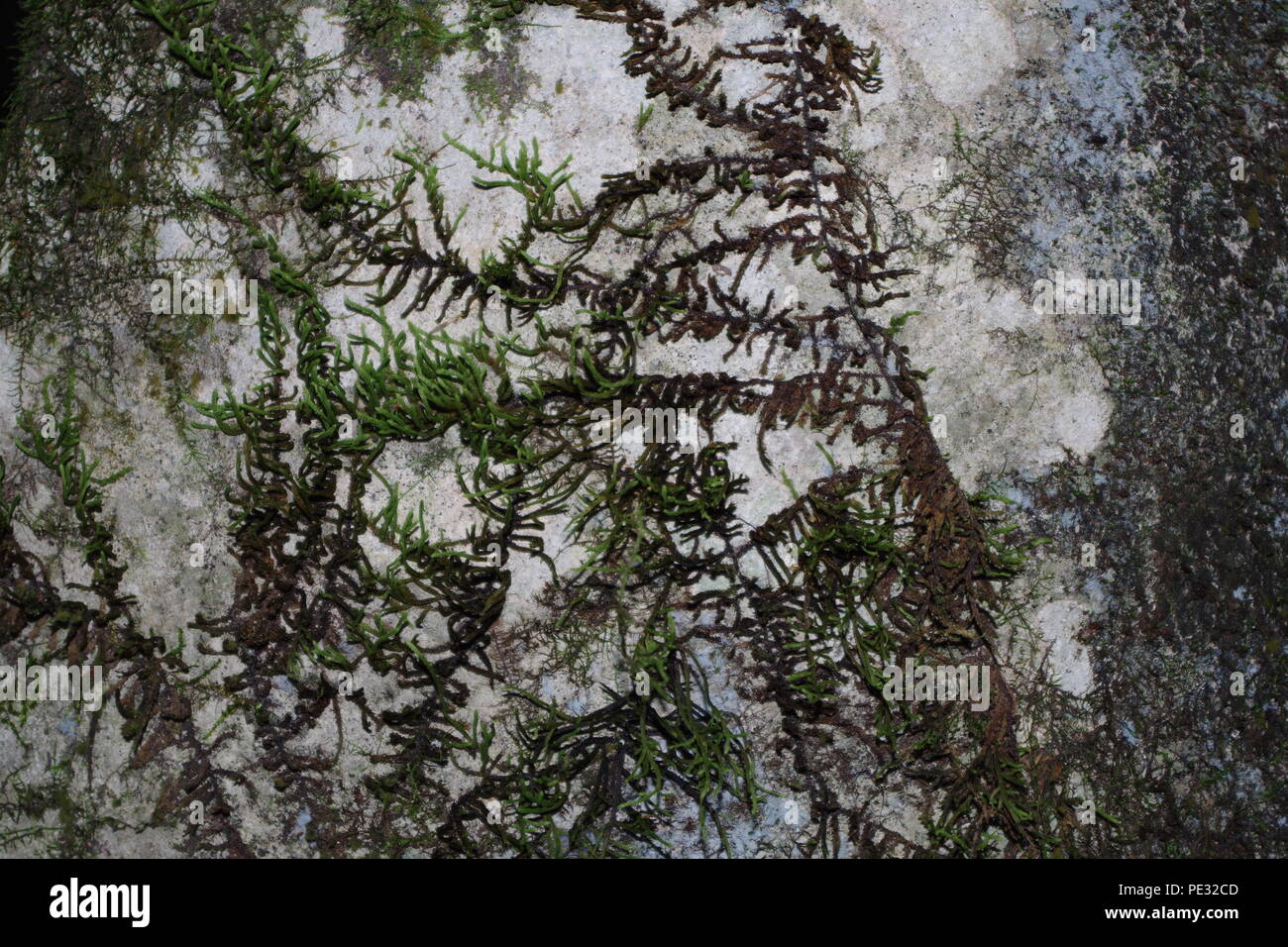 moss on rock Stock Photo - Alamy