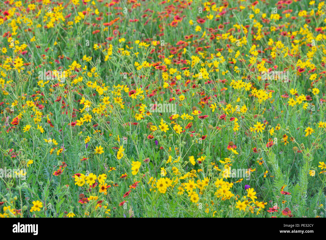 Roadside wildflowers featuring Engelmann's daisy and Indian blanket, Johnson City, Texas, USA Stock Photo