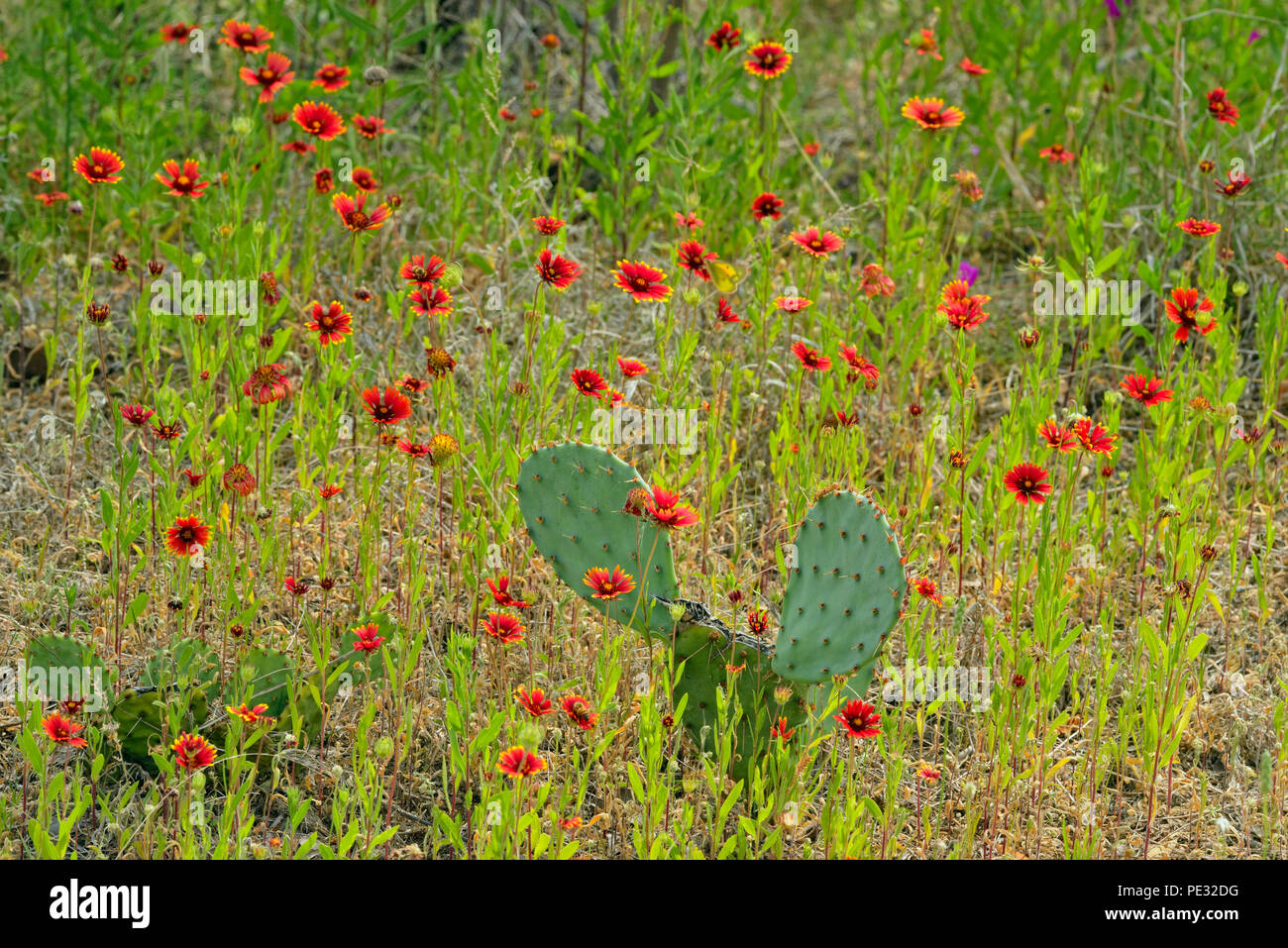 Indian blanket flower and pricklypear cactus, Turkey Bend LCRA, Marble