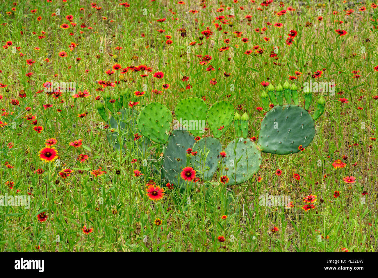 Indian blanket flower and pricklypear cactus, Turkey Bend LCRA, Marble