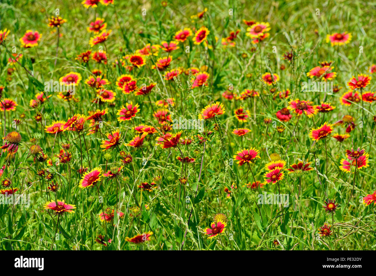Roadside wildflowers featuring Indian Blanket (Gaillardia pulchella), Turkey Bend LCRA, Texas, USA Stock Photo