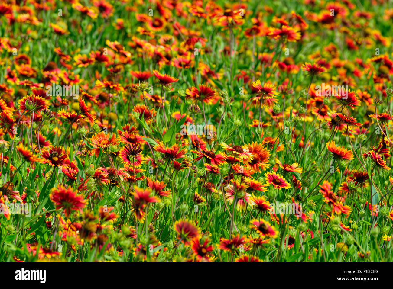 Roadside wildflowers featuring Indian Blanket (Gaillardia pulchella), Johnson City, Texas, USA Stock Photo