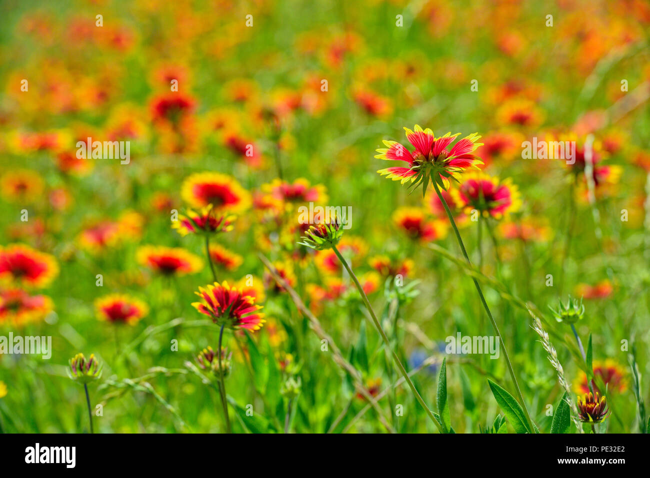 Roadside wildflowers featuring Indian Blanket (Gaillardia pulchella), Johnson City, Texas, USA Stock Photo
