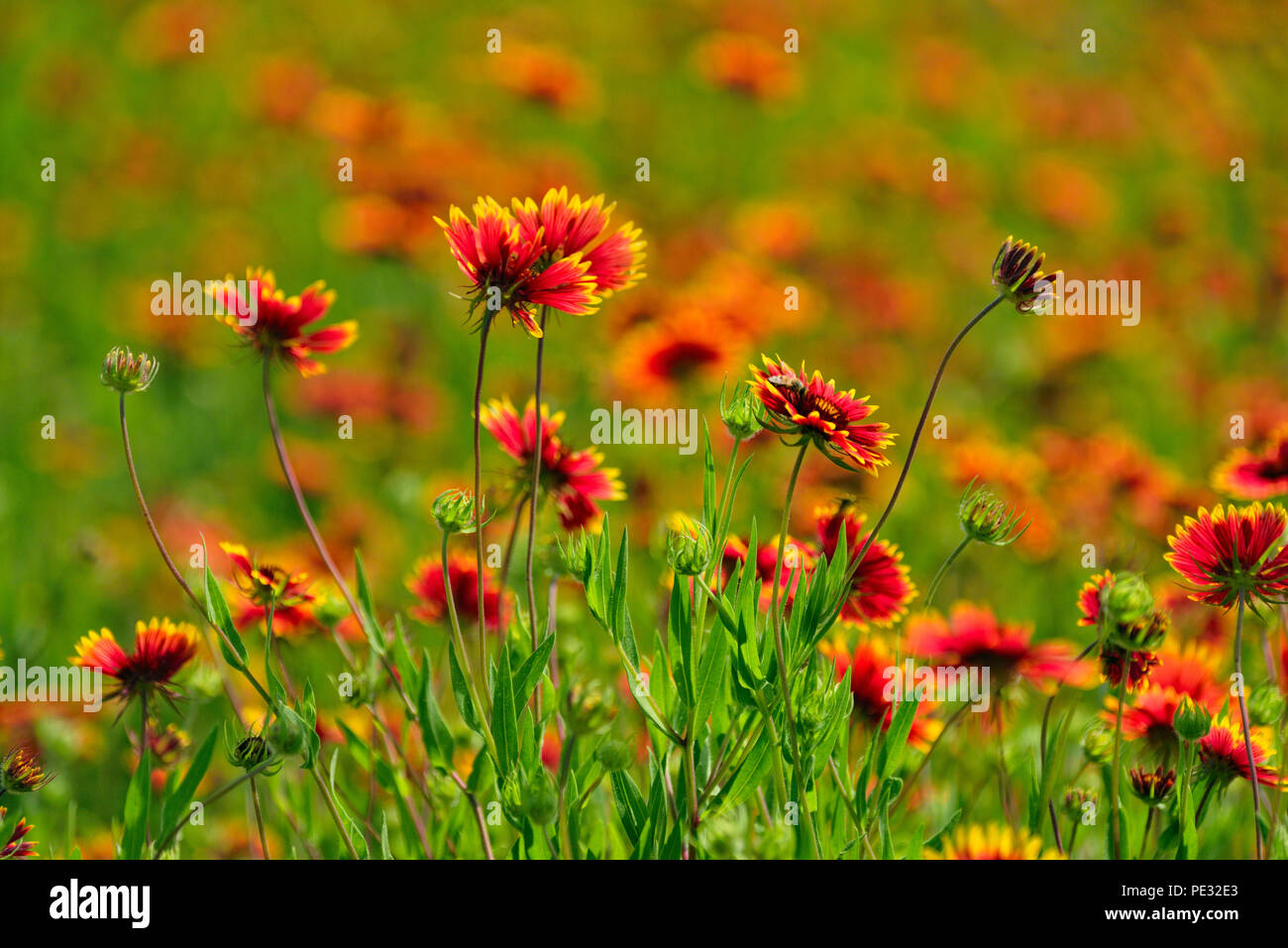 Indian wildflowers hi-res stock photography and images - Alamy
