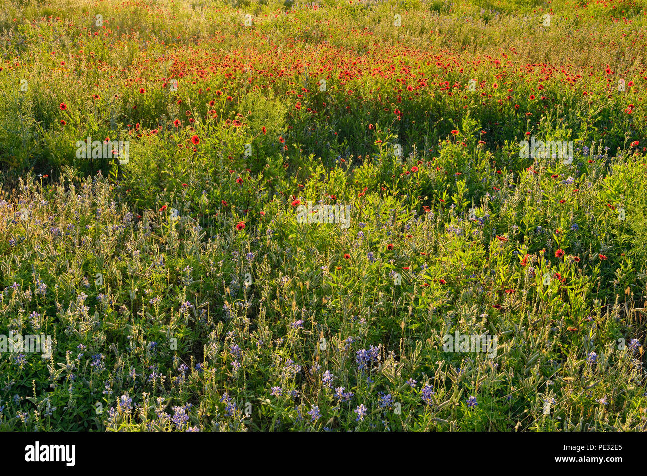 Indian Blanket and Texas bluebonnet flowers, Turkey Bend LCRA, Marble Falls, Texas, USA Stock Photo