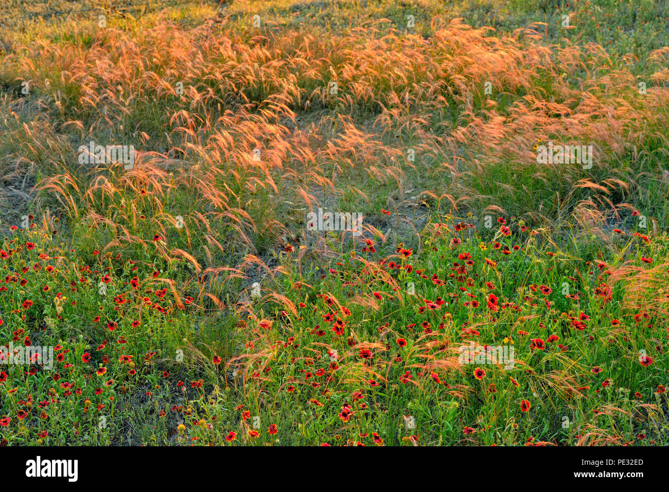 Indian blanket and grasses near sunset, near Round Mountain, Texas, USA Stock Photo
