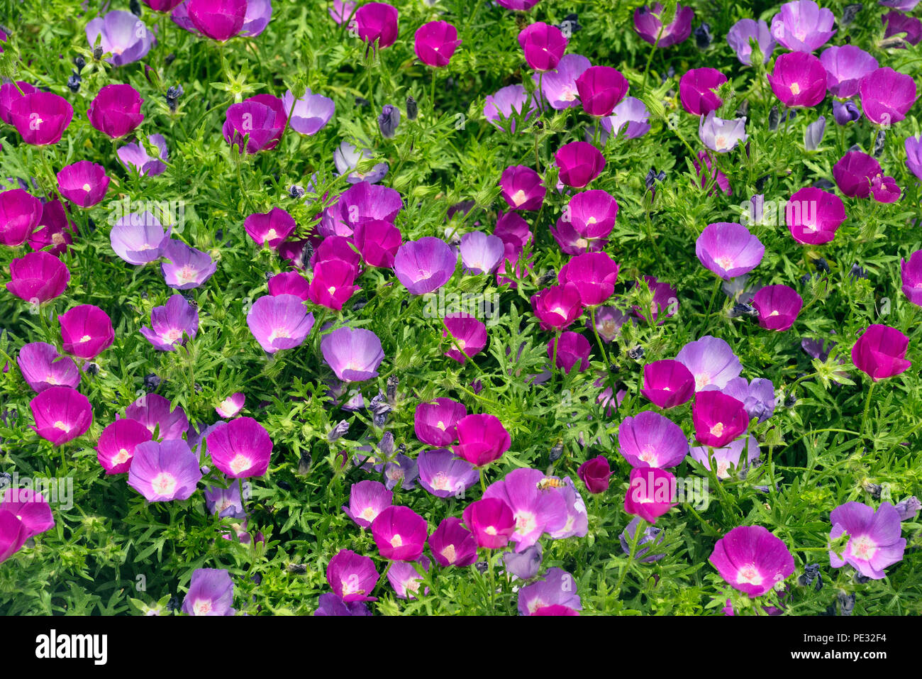 Standing winecup (Callirhoe pedata), Marble Falls, Texas, USA Stock