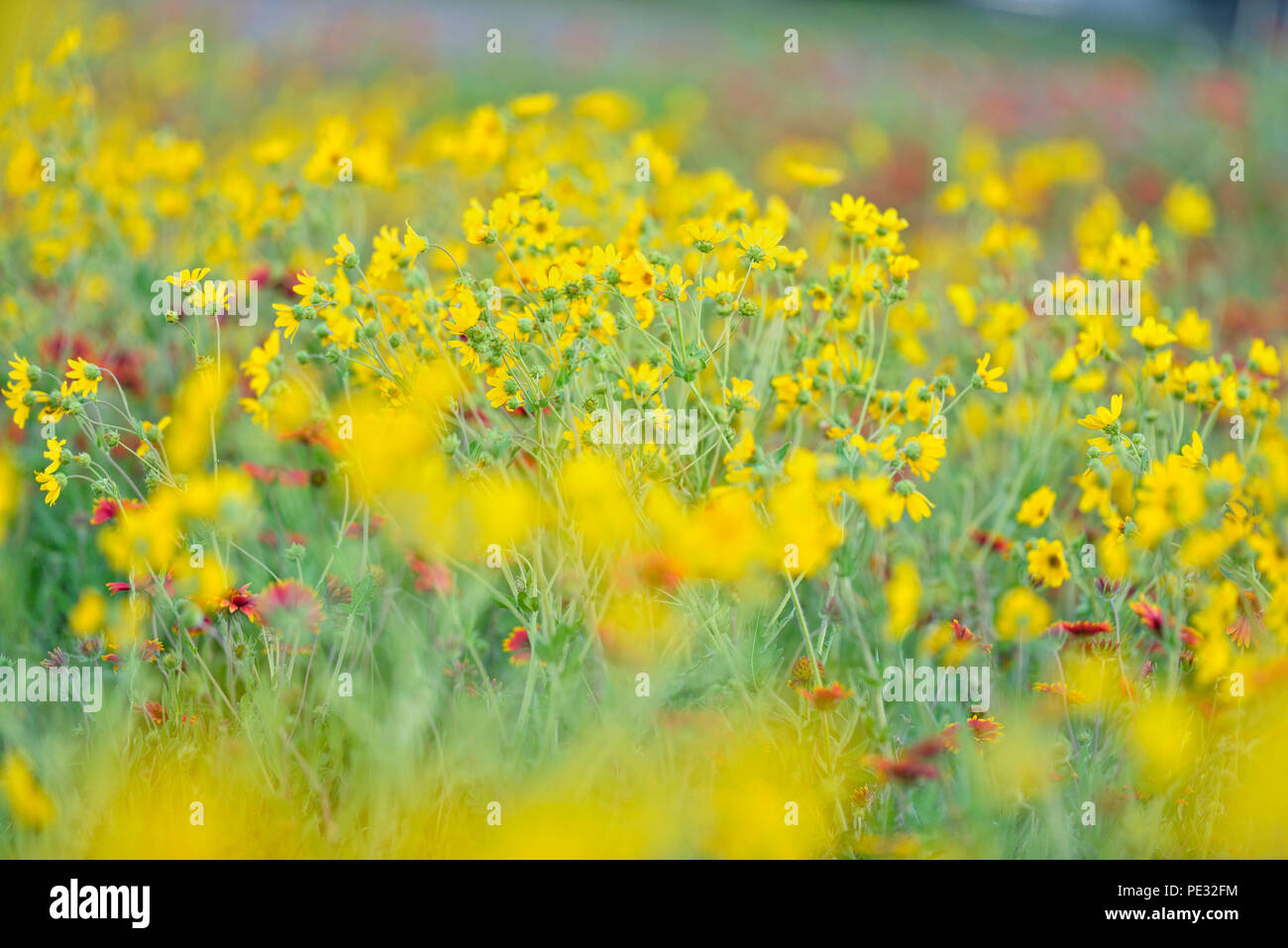 Vacant lot wildflowers featuring Engelmann's daisy, Johnson City, Texas, USA Stock Photo